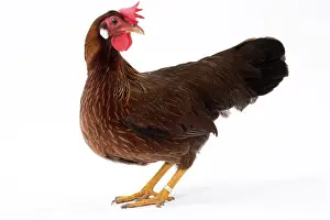 Italienne: Italienne Chicken Hen