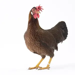 Italienne: Italienne Chicken Hen