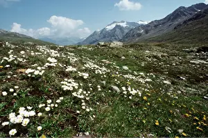 Daisies: Italy - Alpine Moon daisies in Steluio National Park