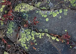 Approx: Italy - Autumn in the high mountains: strong lichen