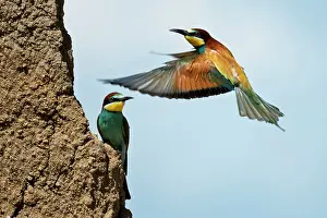 Apiaster: Italy Campania European Bee-eater