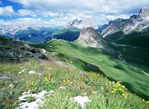 Lousewort: ITALY - Dolomites after new snow with Alpine flowers