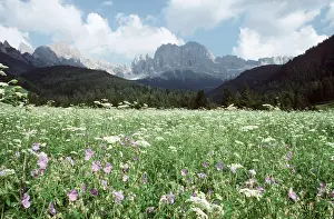 Cranesbill: ITALY - Hay meadow with Meadow Cranesbill