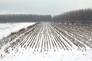 Repetition: Italy, Mantua, Winter time. Countryside