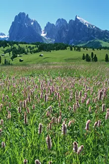 Bistort: Italy - mass of Bistort on damp meadows above Ortisea