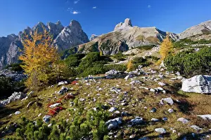 Larches: Italy - mountain panorama - view towards several
