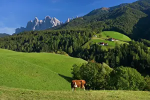 Geisler: Italy - panoramic view and grazing cattle in front
