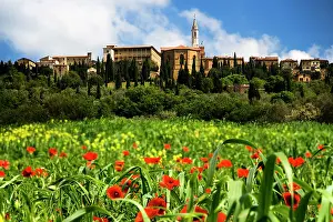 Pienza: Italy, Pienza. Poppies bloom below the hilltop