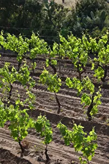 Tempio: Italy, Sardinia, Badesi. Vineyard