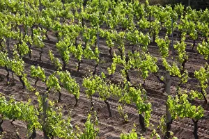 Tempio: Italy, Sardinia, Badesi. Vineyard
