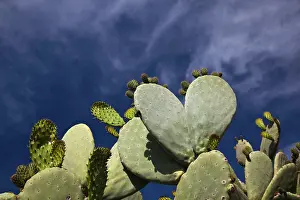 Castello: Italy, Sardinia, Bosa. Cactus by the Castello