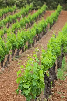 Freshness: Italy, Sardinia, Jerzu. Vineyard