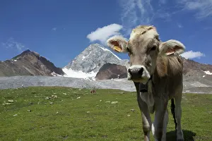 Stelvio: Italy, Stelvio National Park, cattle of