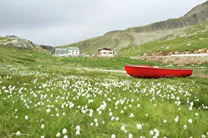 Stelvio: Italy, Stelvio National Park, Eriophorum