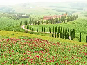 Tuscany: Italy, Tuscany, Asciano. Crete Senesi winding cypress
