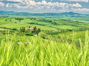 Wheat: Italy, Tuscany. Belvedere Farmhouse in the Val d'Orcia