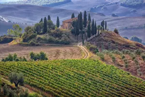 Julie: Italy, Tuscany. Belvedere House, Olive trees, and