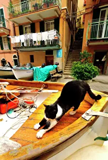 Terra: Italy, Tuscany, Cinque Terre. Village cat