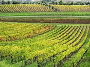 Chianti: Italy, Tuscany. Colorful vineyard in autumn