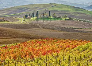 Julie: Italy, Tuscany. Colorful vineyard in autumn