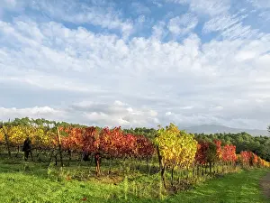 Julie: Italy, Tuscany. Colorful vineyards in autumn with