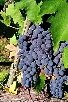 Ready: Italy, Tuscany, Greve. Chianti grapes ready