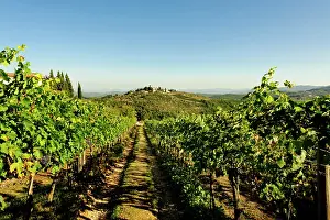Castello: Italy, Tuscany, Greve. The vineyard of Castello