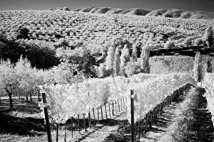 Ideal: Italy Tuscany, Infrared image of vineyards in southern