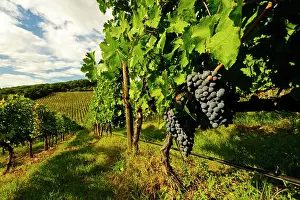 Chianti: Italy, Tuscany. Late summer wine scenes