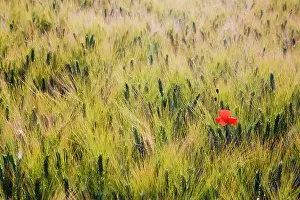 Fertility: Italy, Tuscany, Lone poppy in Spring Wheat