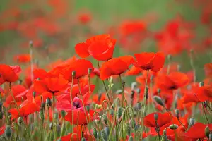 Fertility: Italy, Tuscany, Mass of Summer Poppies in
