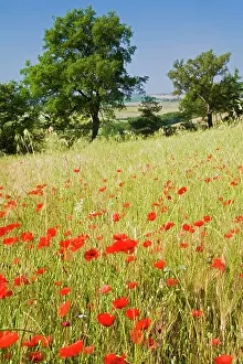 Siena: Italy, Tuscany, Meadow with Summer Poppies