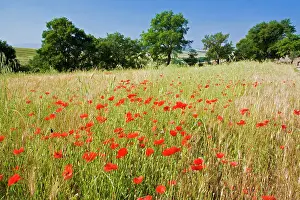 Siena: Italy, Tuscany, Meadow with Summer Poppies