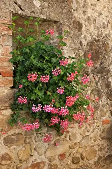 Geraniums: Italy, Tuscany. Pink ivy geraniums blooming in a