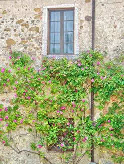 Window: Italy, Tuscany. Rose covered old stone wall and