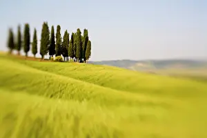 Selective: Italy Tuscany, Selective Focus Cypress Trees