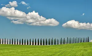 Wheat: Italy, Tuscany. View of long rows of cypress trees