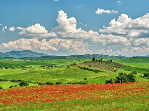 Wheat: Italy, Tuscany. View of Tuscan Valley and villa