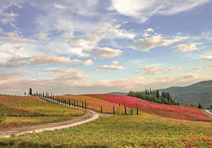 Pienza: Italy, Tuscany, vineyard