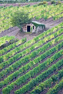 Julie: Italy, Tuscany. Vineyard with grapes on the vine