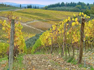 Julie: Italy, Tuscany. Vineyard near Radda in Chianti in the fall