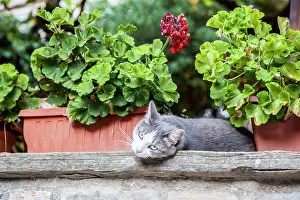 Julie: Italy, Umbria, Assisi. Gray and white cat resting