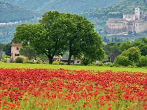Wheat: Italy, Umbria, Assisi. View of Assisi across the