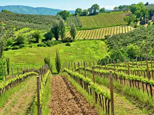 Eggers: Italy, Umbria, Montefalco. View of vineyards
