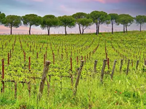 Eggers: Italy, Umbria. Vineyards with long rows