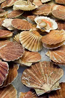 Market: Italy, Venice. Display of fresh scallops