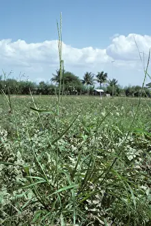Exaltata: Itchgrass