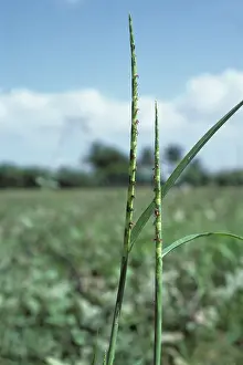 Exaltata: Itchgrass