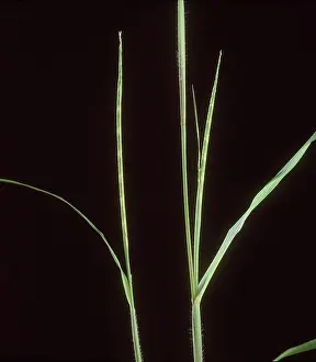 Spikes: Itchgrass