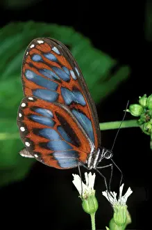Ecuadoran: Ithomiid Butterfly